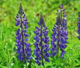 Flowers from the gardens of the Pic de l'Aurore
